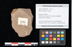 Foto (Objekt + Etikett) von Myrica lignitum Unger (NHMW-GEO-2024-0188-0626)